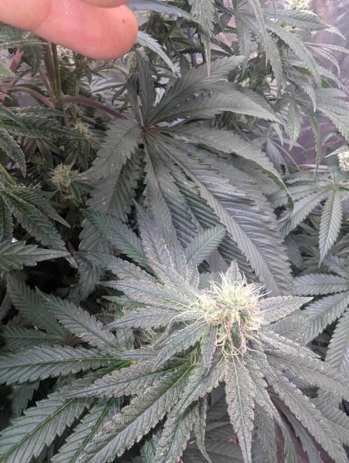 ApolloBlackCherry. Week 14