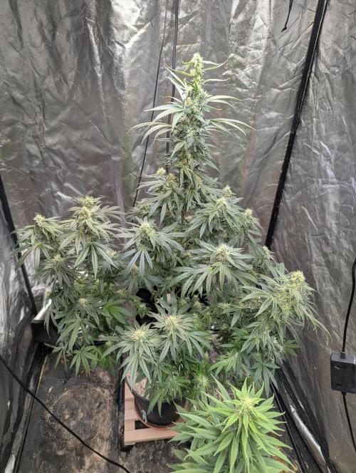 ApolloBlackCherry. Week 14