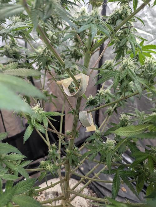 ApolloBlackCherry. Week 14