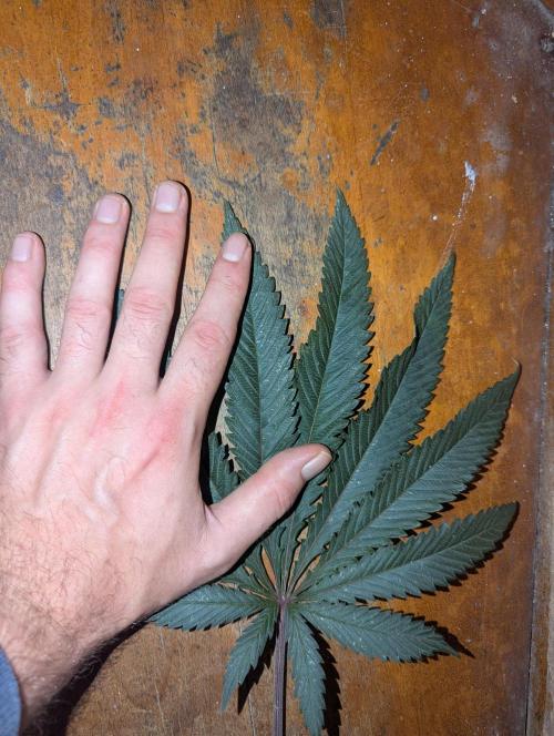 ApolloBlackCherry. Week 14