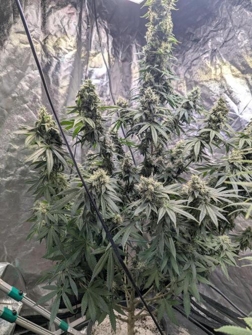 ApolloBlackCherry. Week 16
