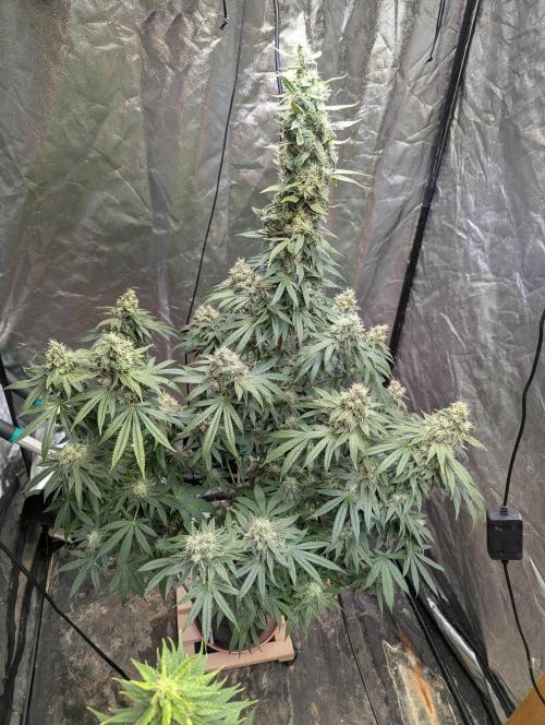ApolloBlackCherry. Week 16