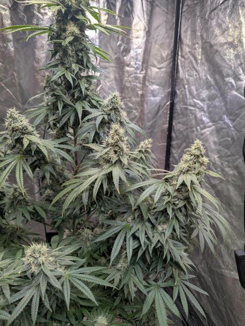 ApolloBlackCherry. Week 16