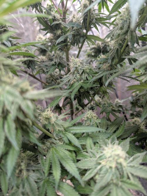ApolloBlackCherry. Week 16
