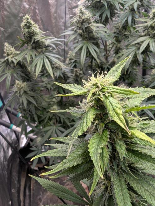 Supa Slick Shore. Week 17