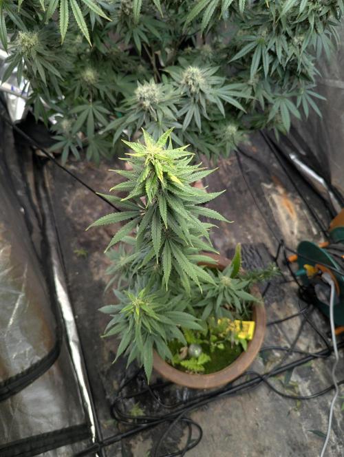Supa Slick Shore. Week 17
