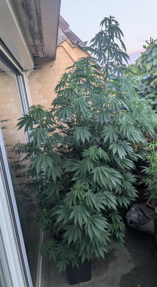Supa Slick Shore. Week 17