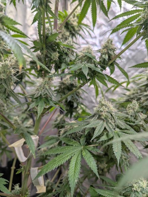 ApolloBlackCherry. Week 17