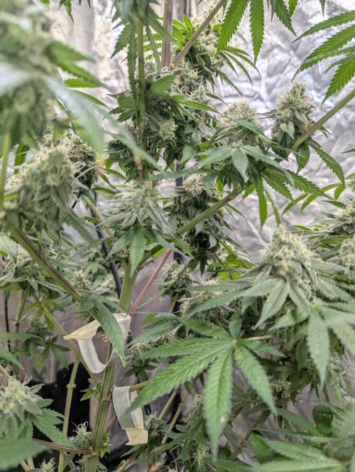 ApolloBlackCherry. Week 17