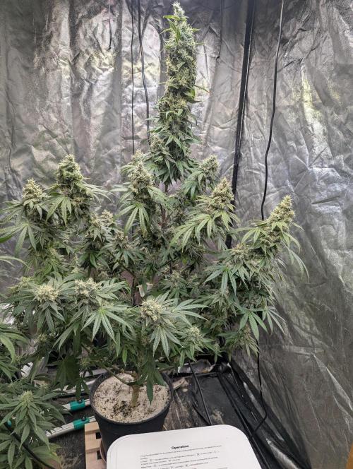 ApolloBlackCherry. Week 17