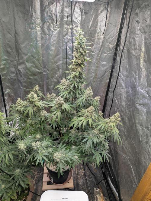 ApolloBlackCherry. Week 17