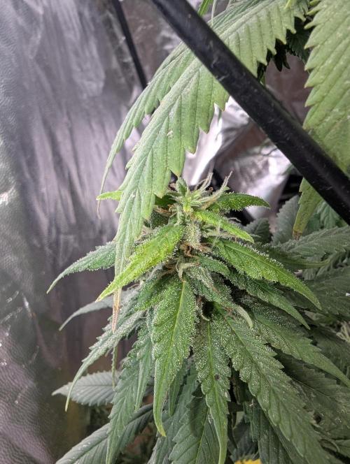 Supa Slick Shore. Week 18