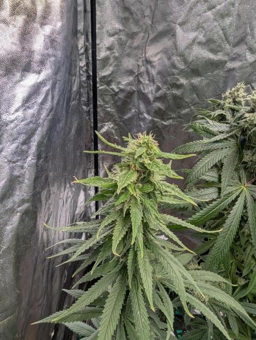 Supa Slick Shore. Week 18
