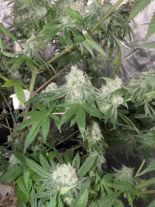 ApolloBlackCherry. Week 18