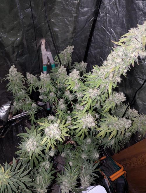 ApolloBlackCherry. Week 18