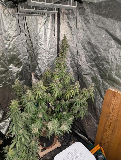 ApolloBlackCherry. Week 18