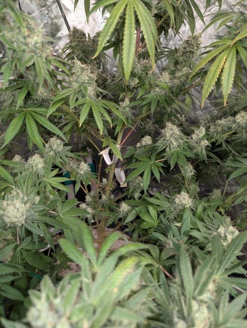 ApolloBlackCherry. Week 18