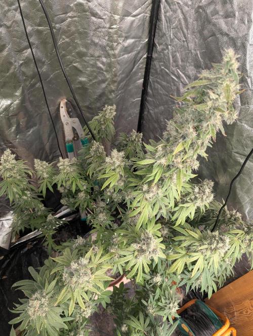 ApolloBlackCherry. Week 18