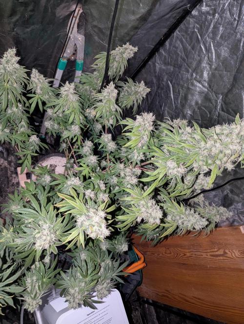 ApolloBlackCherry. Week 18