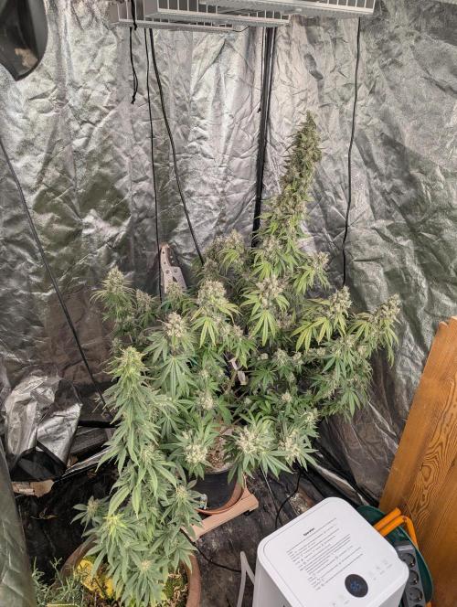 Apollo Black Cherry Fem. Week 18