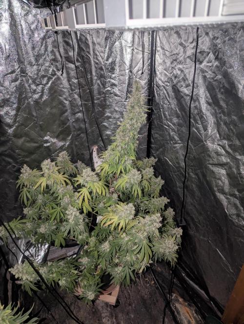 ApolloBlackCherry. Week 19