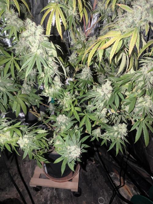 ApolloBlackCherry. Week 19