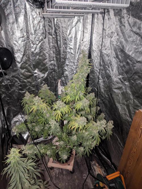 ApolloBlackCherry. Week 19
