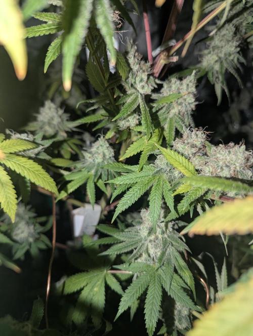 ApolloBlackCherry. Week 19