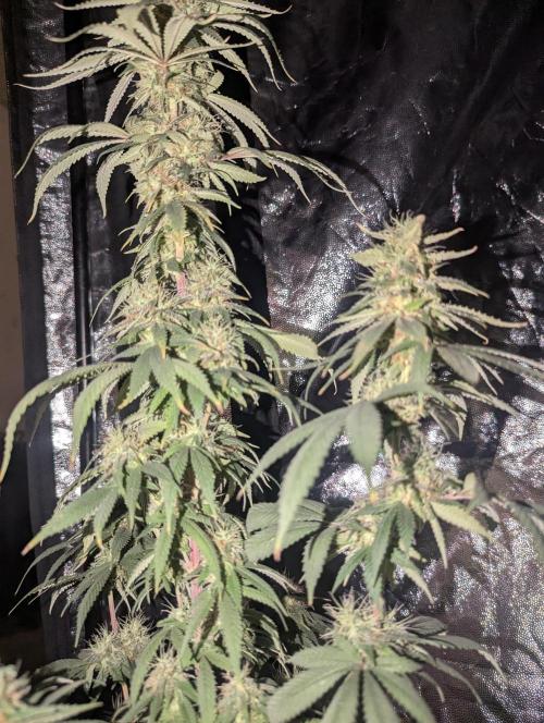 Supa Slick Shore. Week 19