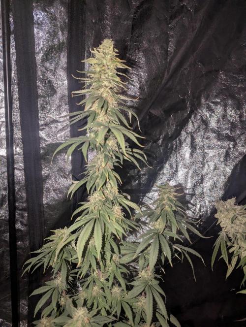 Supa Slick Shore. Week 19