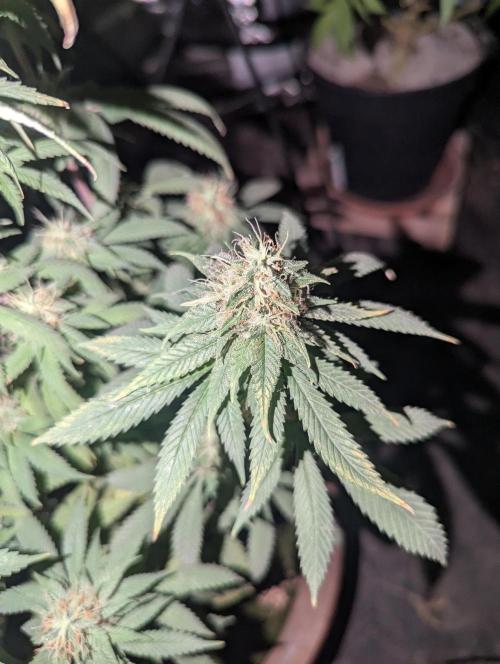 Supa Slick Shore. Week 19