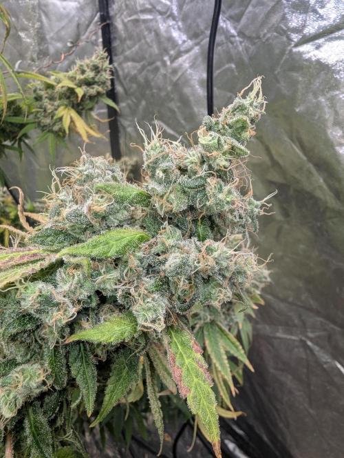 ApolloBlackCherry. Week 20