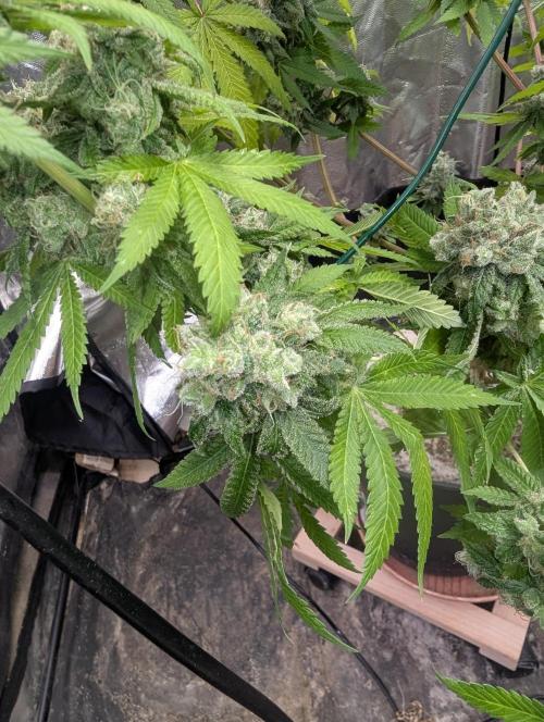 ApolloBlackCherry. Week 20