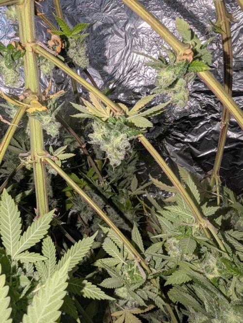 ApolloBlackCherry. Week 20