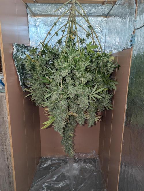 ApolloBlackCherry. Week 20