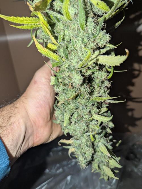 ApolloBlackCherry. Week 20