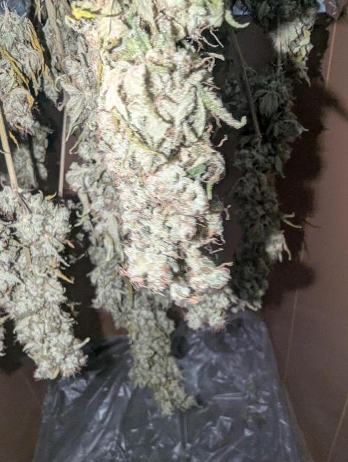 ApolloBlackCherry. Week 20