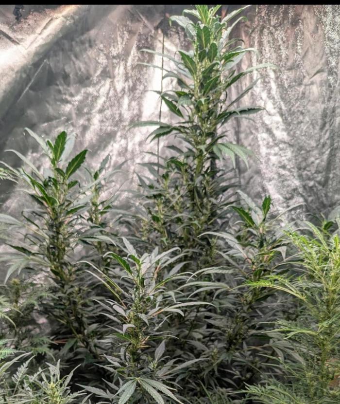 Monster Cropping / F-king Faustus. Week 5