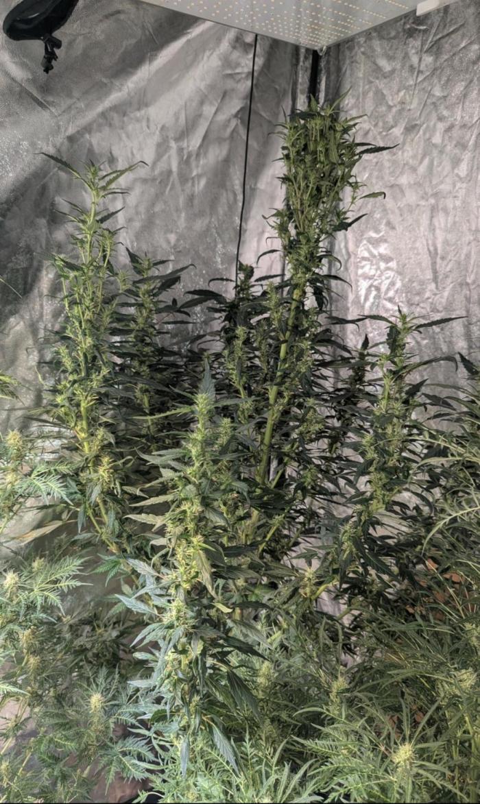 Monster Cropping / F-king Faustus. Week 6