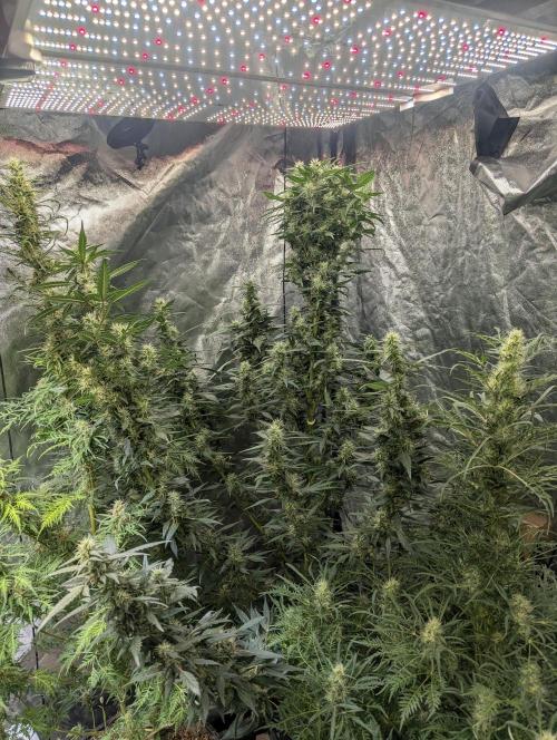 Monster Cropping / F-king Faustus. Week 9 - Abbildung 1