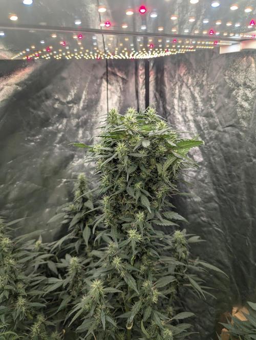 Monster Cropping / F-king Faustus. Week 9 - Abbildung 3