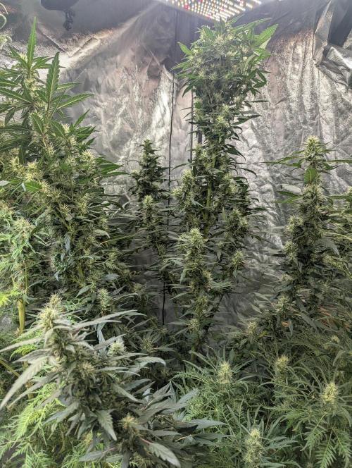 Monster Cropping / F-king Faustus. Week 9 - Abbildung 4