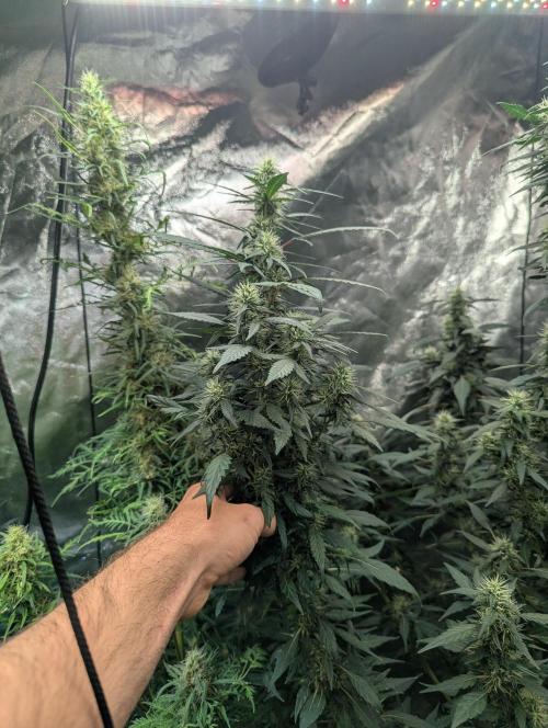Monster Cropping / F-king Faustus. Week 10 - Abbildung 3
