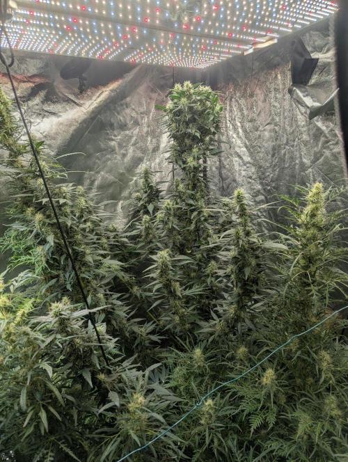 Monster Cropping / F-king Faustus. Week 10 - Abbildung 5