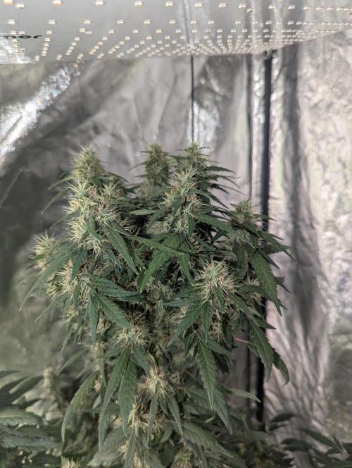 Monster Cropping / F-king Faustus. Week 11 - Abbildung 3