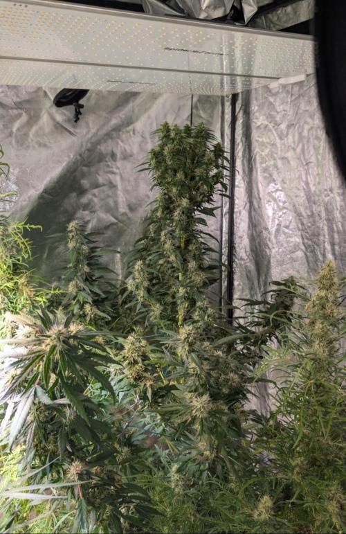 Monster Cropping / F-king Faustus. Week 11 - Abbildung 2