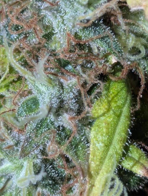 Supa Slick Shore. Week 20