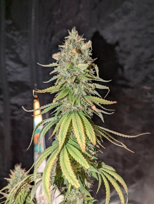 Supa Slick Shore. Week 20