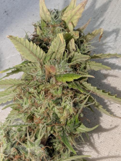 Supa Slick Shore. Week 20