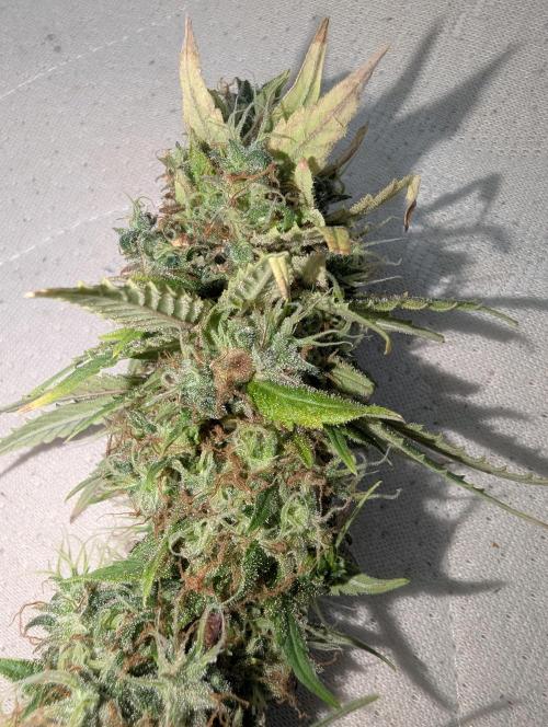 Supa Slick Shore. Week 20